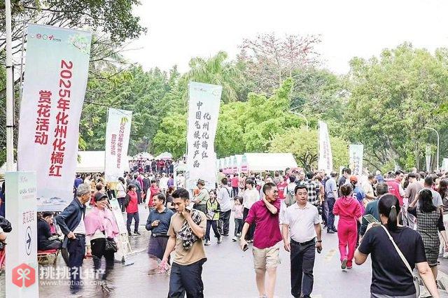 图为2025化州化橘红赏花活动现场