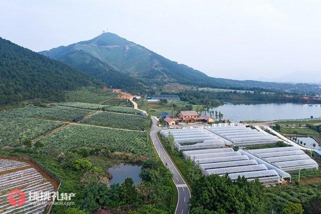 图为怀宁蓝莓林业产业园区全景