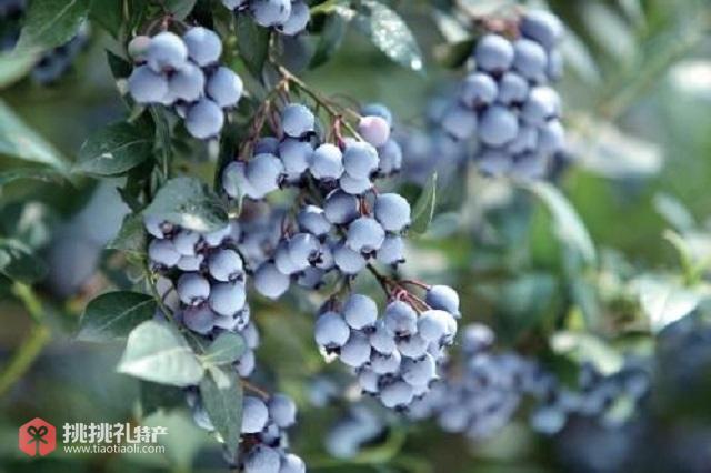 图为怀宁县金闸蓝莓产业乡村振兴示范基地内种植的“蓝美一号”