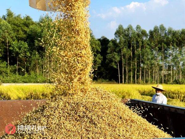 图为广东省惠州市龙门县特产“龙门大米”