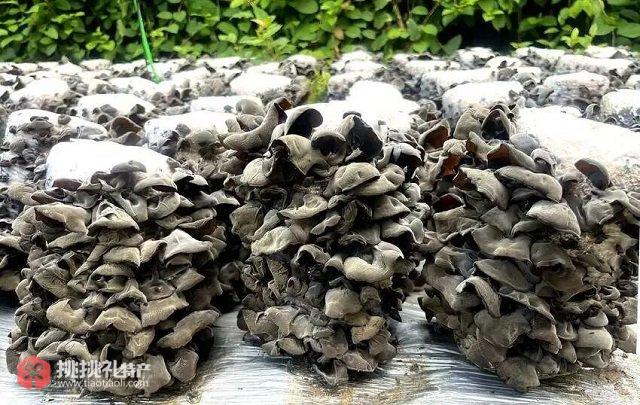 图为湖北十堰特产“房县黑木耳”