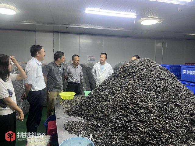 图为与黑木耳生产工人了解生产流程