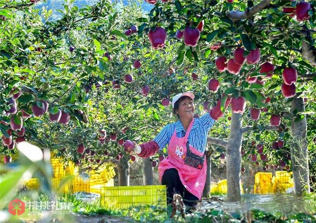图为果农采摘天水特产花牛苹果