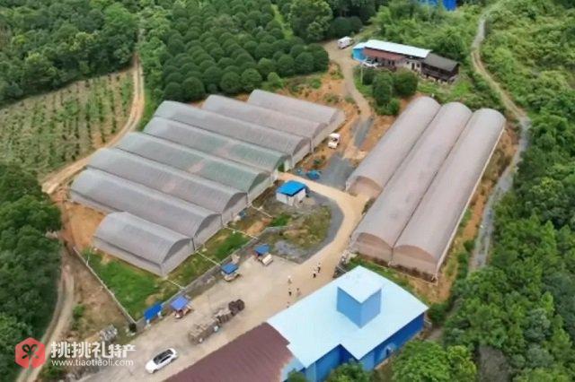 图为永州零陵梳子铺乡排龙山村的中药材种植基地
