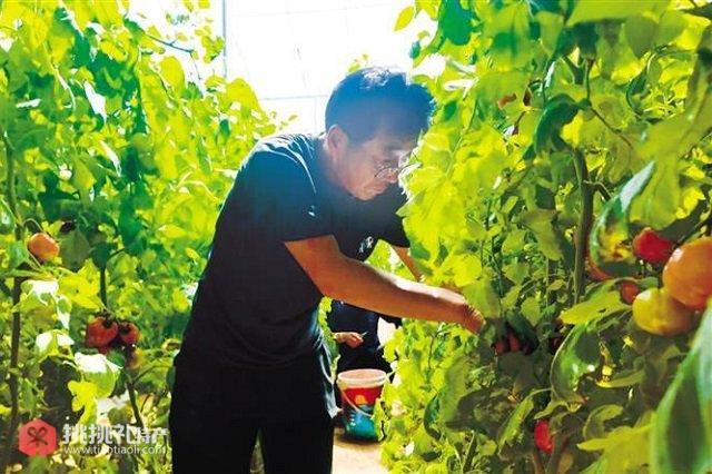 图为村民在高陵全季西红柿示范园采摘西红柿