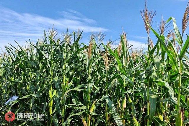 图为张家口市万全区的万亩鲜食玉米基地