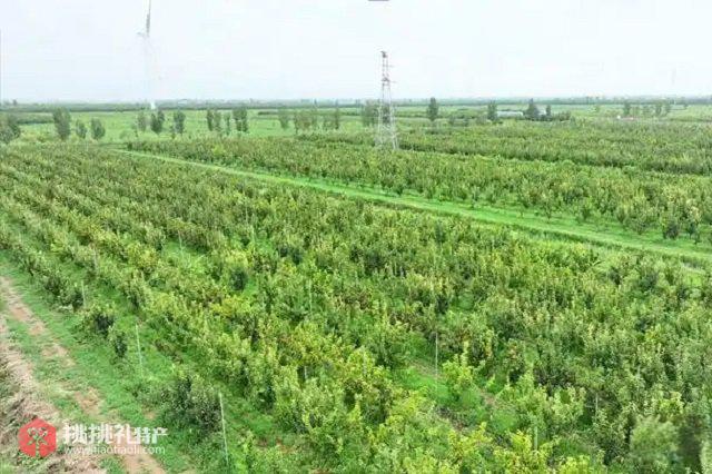 图为沧州海兴农场的特色碱梨种植基地