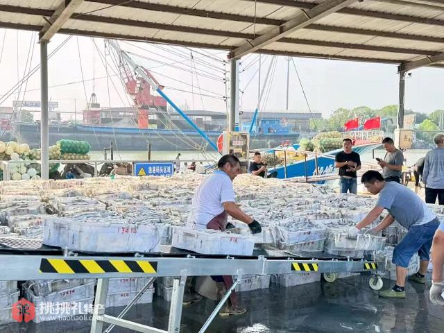 图为海鲜经过传送带平稳运送上岸