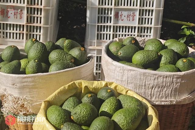 图为娜允镇南雅村盛产的牛油果