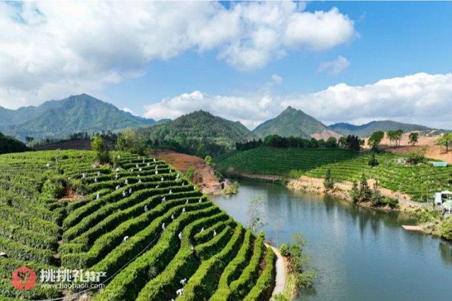 图为建德苞茶园