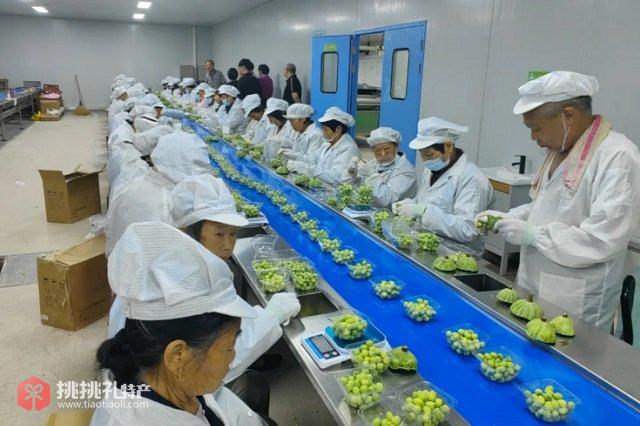 图为工作人员正在分拣莲蓬莲子