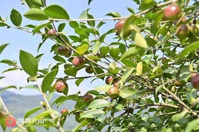 图为挂满枝头的酉阳茶油