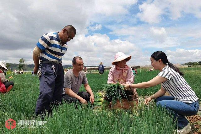 图为农户正在建水县临安镇蔬菜基地里忙着采摘青梗菜