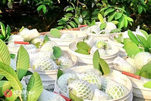 图为福建盛产的芭乐等水果