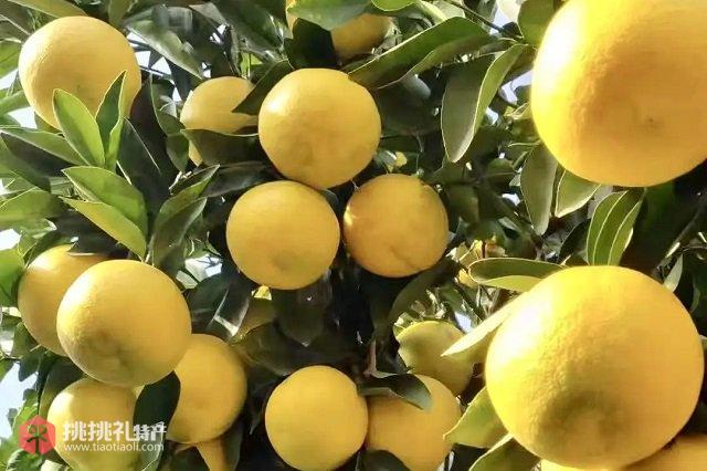 图为福建漳州出产的网红水果葡萄柚