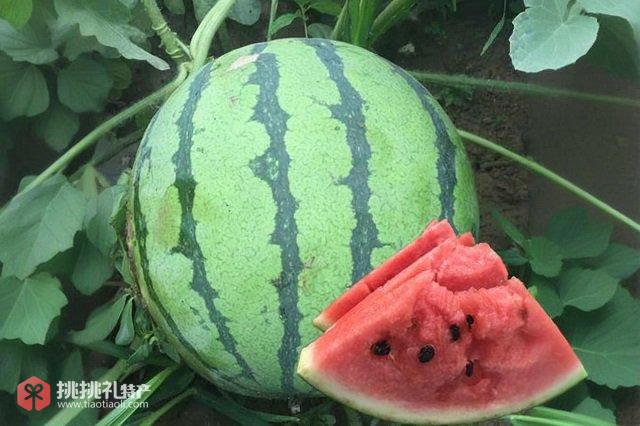 图为商丘特产夏邑西瓜
