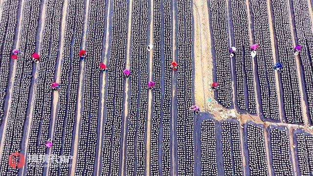 房县黑木耳：田野间的黑色黄金图1