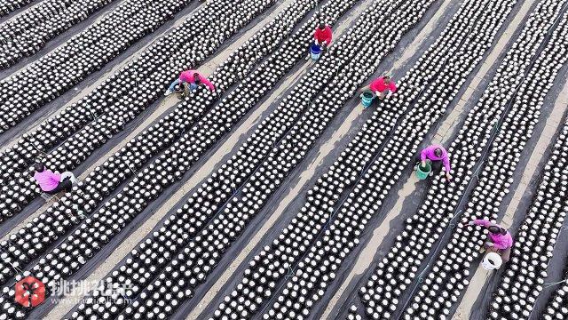 房县黑木耳：田野间的黑色黄金图2