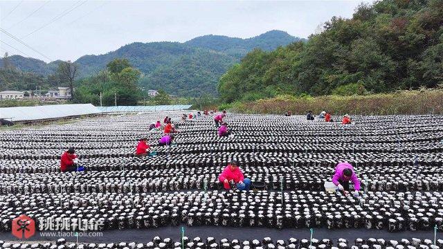 房县黑木耳：田野间的黑色黄金图3
