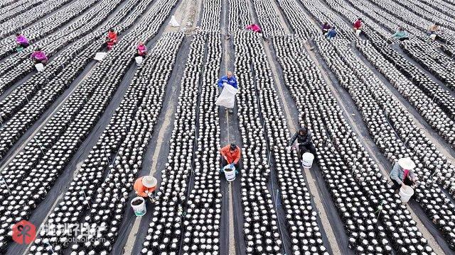 房县黑木耳：田野间的黑色黄金图4