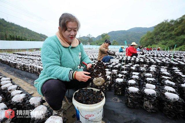 房县黑木耳：田野间的黑色黄金图5