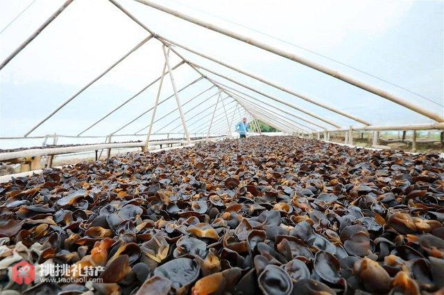 房县黑木耳：田野间的黑色黄金图6