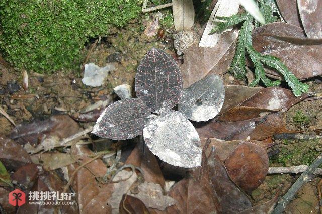 图为婺城“土特产”金线莲