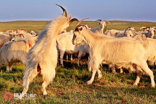 图为内蒙古特产阿尔巴斯白绒山羊