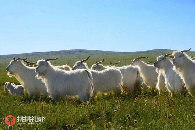 图为：杭锦旗白山羊绒