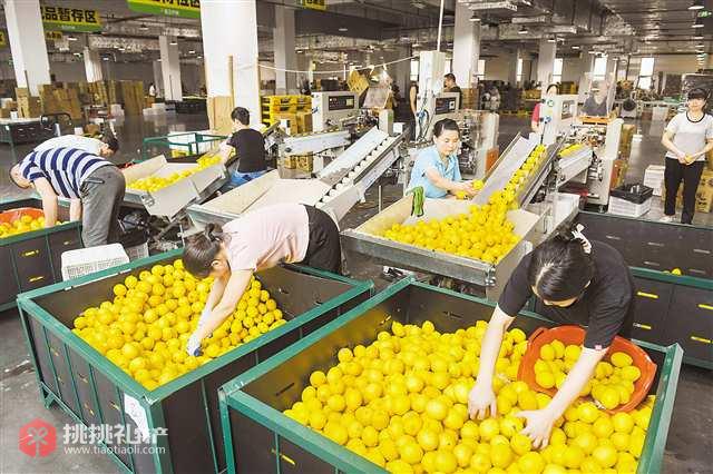 图为汇达柠檬生产车间